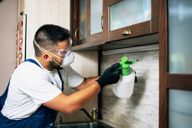 Best Affordable Pest Control Services  in Rock Hill, MO