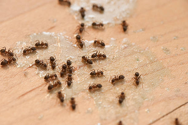 Best Pest Removal Services  in Rock Hill, MO